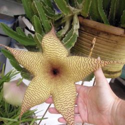 Big Star Fish Cactus Cuttings