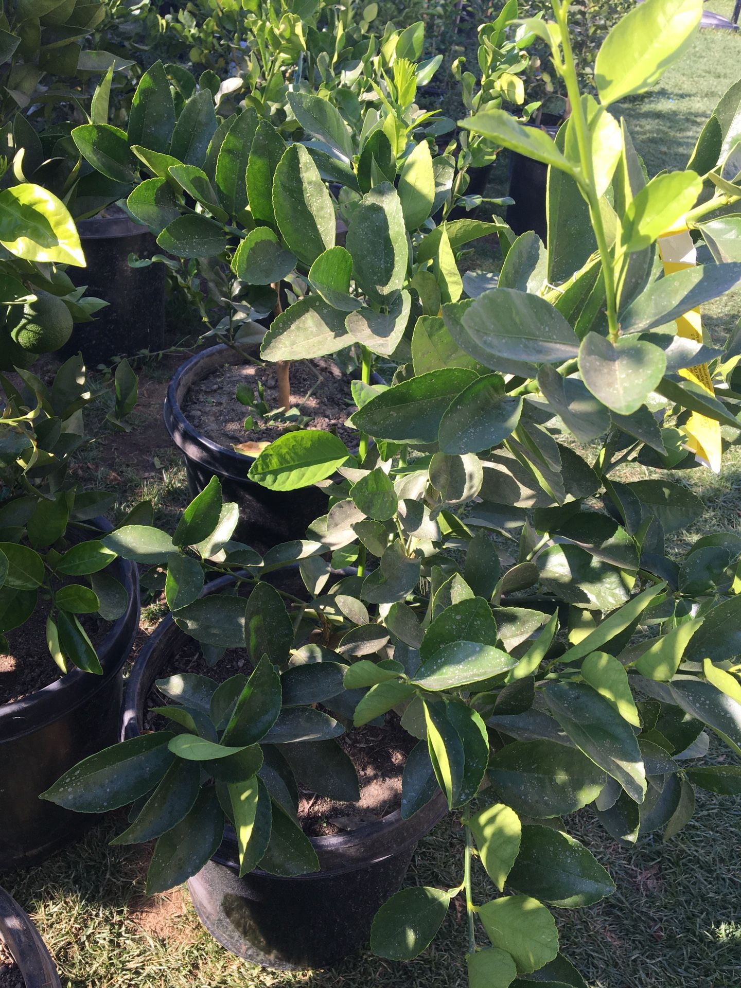 Bearss lime 15 galones