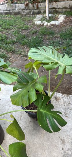 Monstera Deliciosa Live Plant