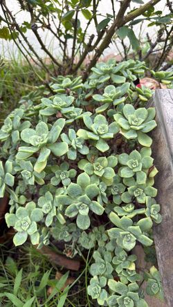 Large Aeonium Succulent Plant in a large terra cotta plant