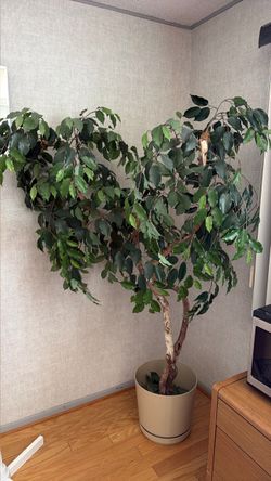 Large Ficus Benjamina Indoor Tree with planter