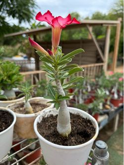 Desert Roses