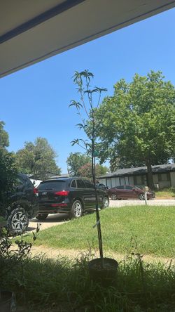 Peach tree
