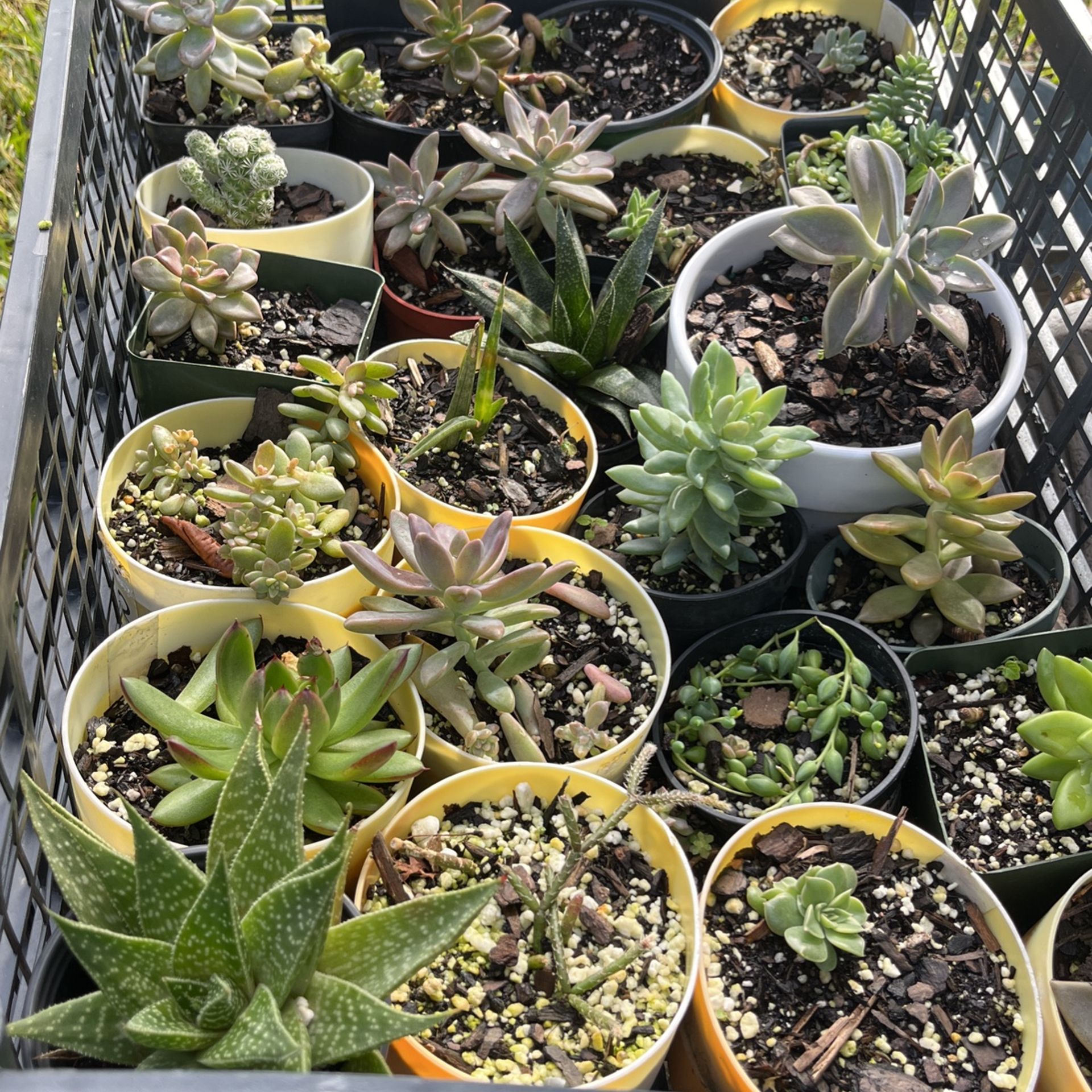 Succulents