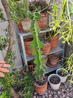 Various mature cactus, plant and succulents moving sale
