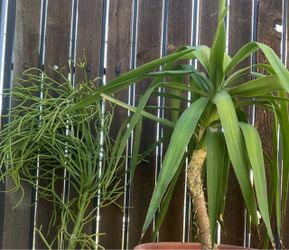 2 plants