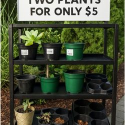 $5 Come Choose Any Two Plants From Succulents To Annuals Perennials Herbs