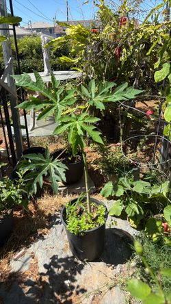 Big papaya plant