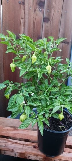 chile habanero (caribeño rojo)
