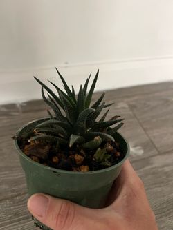 Haworthia Plant