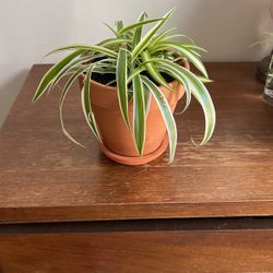 Spider Plant + Clay Pot 