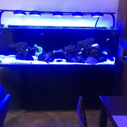 200gal Aquarium Saltwater Fish tank 