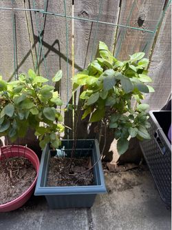 Dahlias in pots