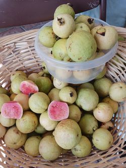 Pink guavas very sweet