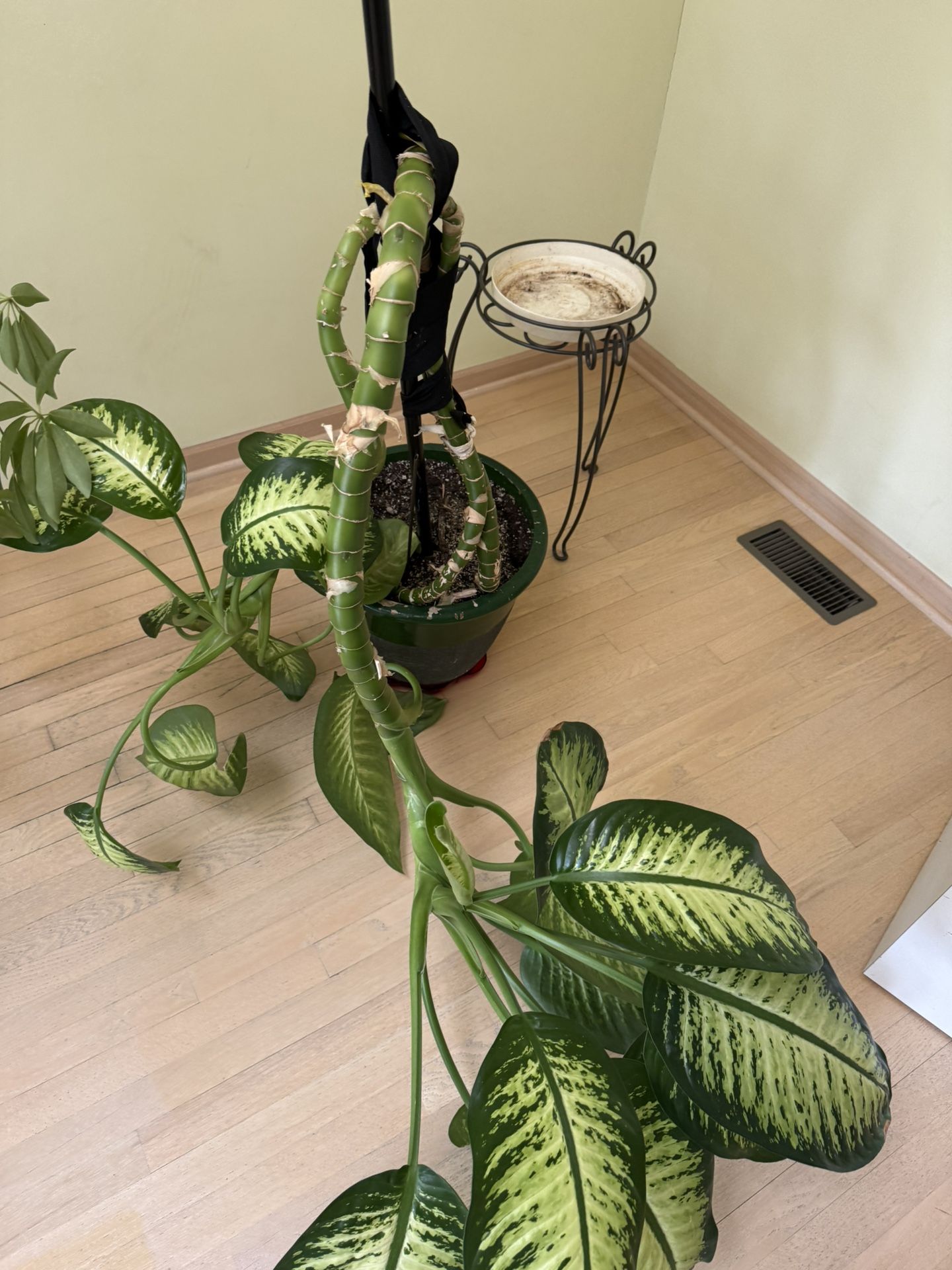Plants