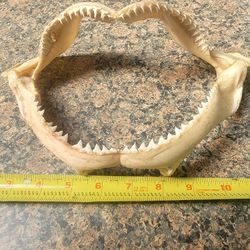Shark Teeth