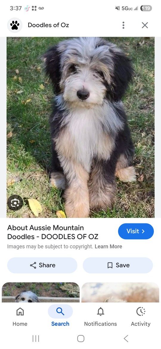 Puppy Collars