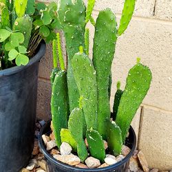 Living Plant 🌱20"H Opuntia Ficus-Indica on 8"H Pot ::: Outdoor