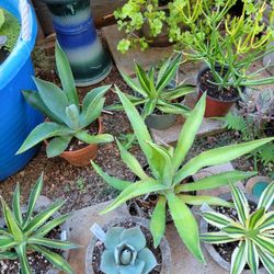Agave Plant Variety 