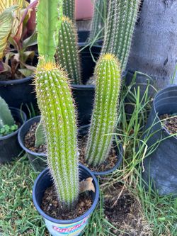 Cactus