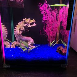 Aquarium 