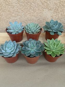Succulent Rosettes 4” Pot