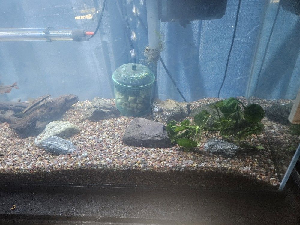 60 Gallon Aquarium Complete
