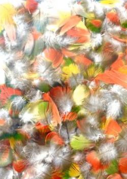 200 Pc Real Rainbow Lorikeet Belly Feathers 1/2 Inc