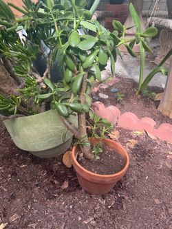Plants $10 each