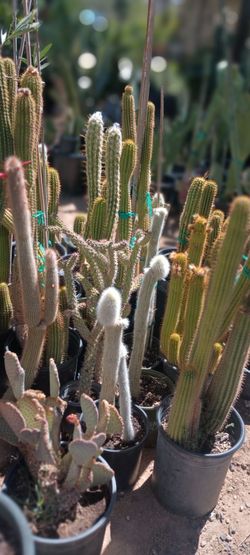 Cactus  plant 🌵