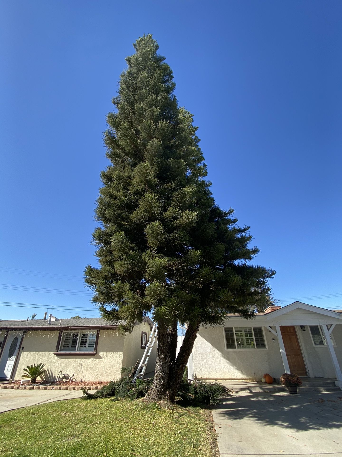 Free Fresh Cut Pine Branches For Christmas Wreath