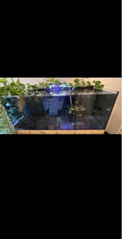 Large rimless glass aquarium with custom wood stand