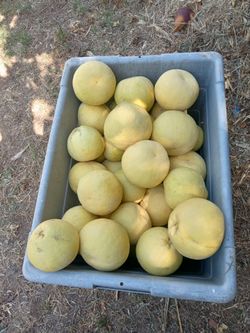 Organic Juicy sweet grapefruit