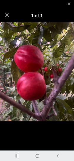 Assorted fruit trees