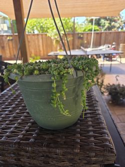 Variegated String of Pearls in Hanging Basket