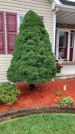 Christmas trees in good condition for sale