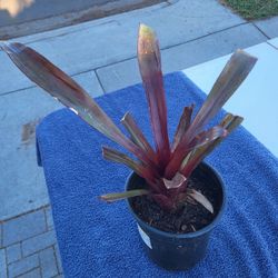 Bromlaid Plant One Gallon 