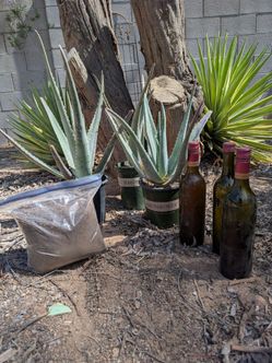 Three Aloe Plants, One Gallon of Organic Liquid Fertilizer and 18 Pounds of Organic Soil.