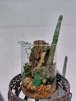 Cactus and Succulent Glass Terrarium