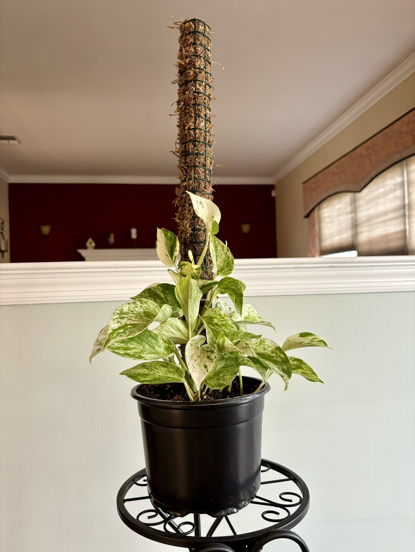 Gorgeous Marble Queen Pothos with 2' Moss Pole