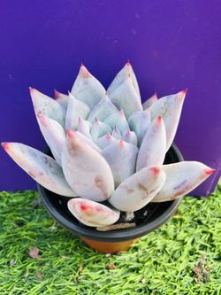 Echeveria colorata f. Tapalpa , Live Rooted , get 2 free succulent cuttings