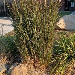 Zebra Grass/Fountain Grass 