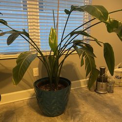 Mature House Plant