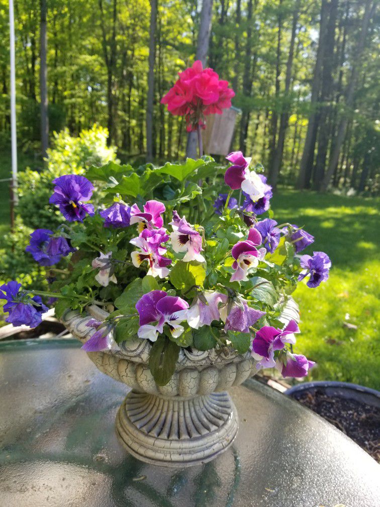 Potted Flower  Container