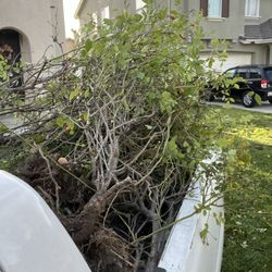 Bush Tree