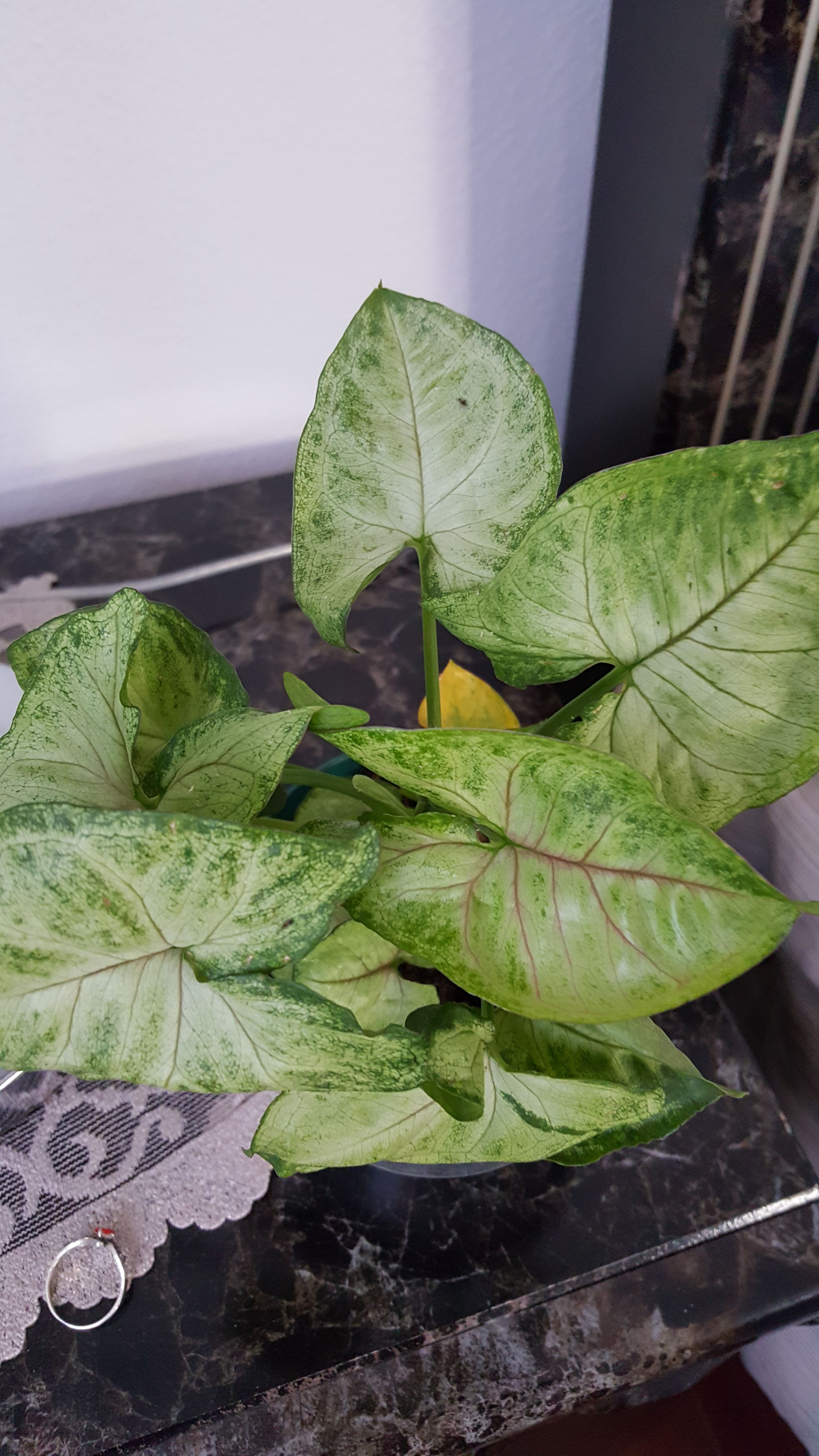 Delray Plants Arrowhead Vine (Nephthytis) in Pot 10$ Each