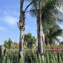 Queen Palm Tree