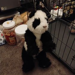 Panda Bear For Real Friend