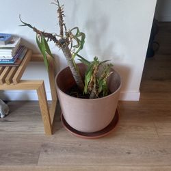 Yucca Plant In Need Of Love And New Home 