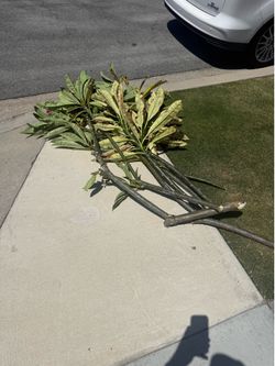 Free purple with white plumeria clippings
